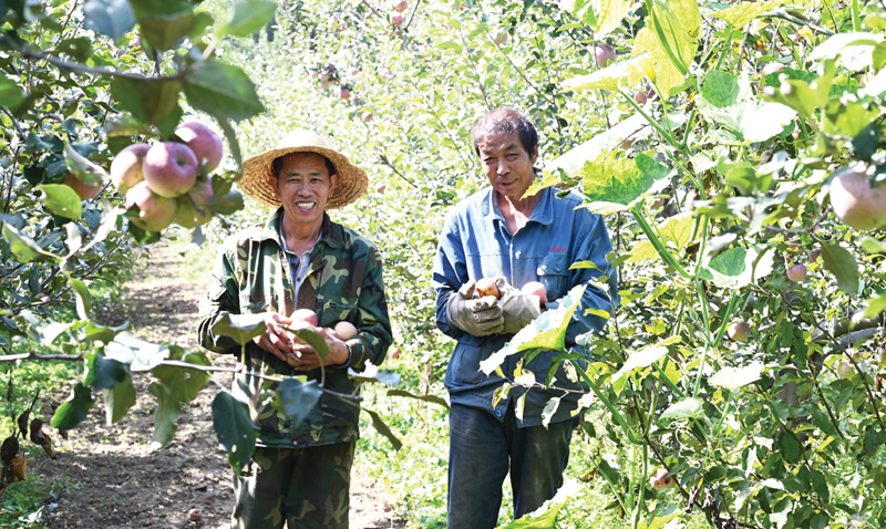 蘋果紅了，日子甜了